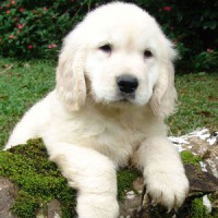 /album/galeria-de-fotos-foto-da-semana/cachorrinho-2-p-jpg/